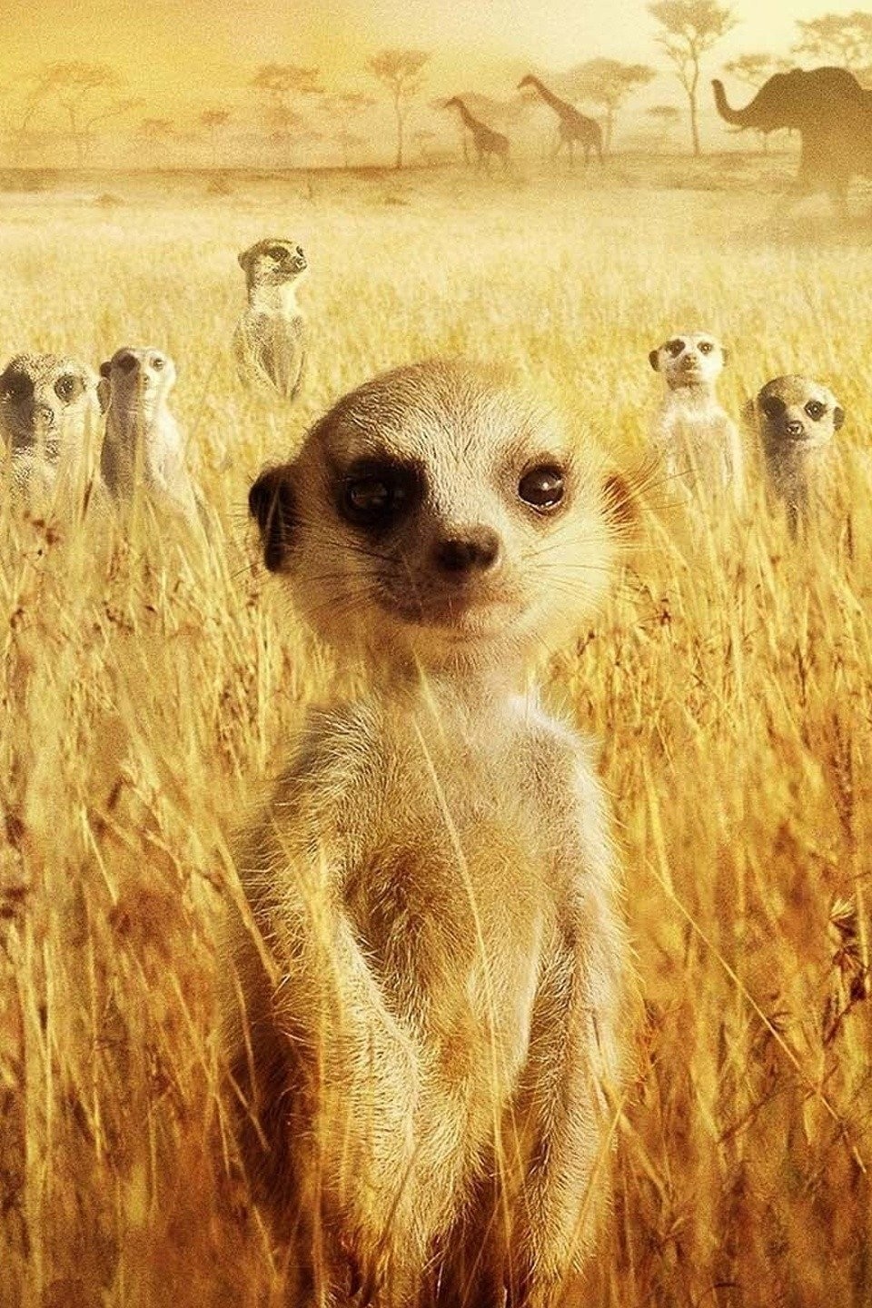 4,210 Meerkat Standing Watch Stock Photos - Free & Royalty-Free Stock  Photos from Dreamstime